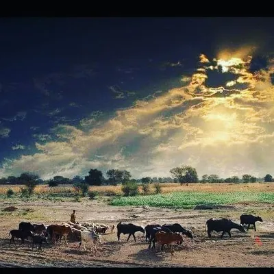 रंगीला राजस्थान profile