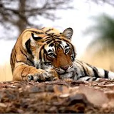 Ranthambhore National Park profile
