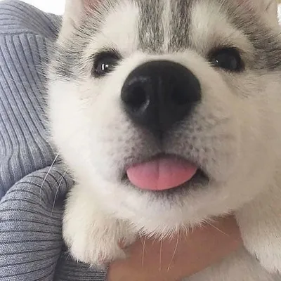 Cutest Puppies ๐ profile