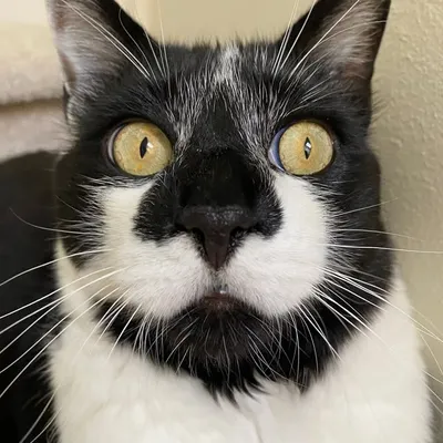 Rascal "it's a trap" Wild profile