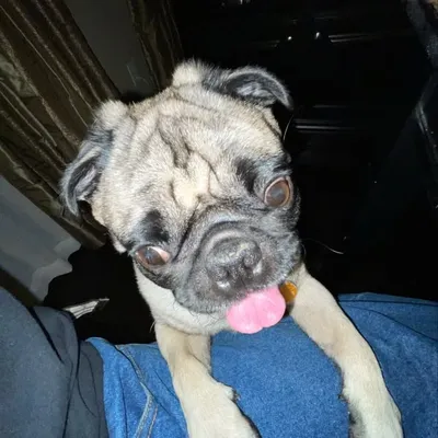 R-dawg profile