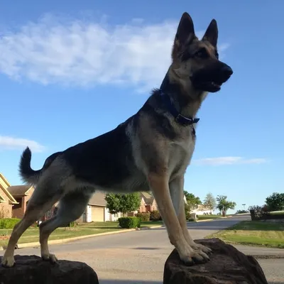 Odin the German Shepherd profile