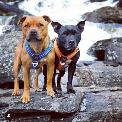 ROCKY & LOKE profile