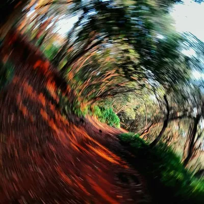 【Niraj Shojan】@RedCarpetCanvas profile