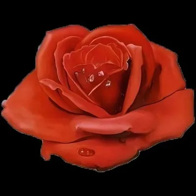 Red NOT Chili Peppers profile
