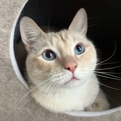 Jack Jack the Cat profile