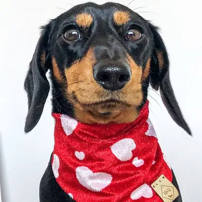 REGGIE | Mini Dach 🥰 profile
