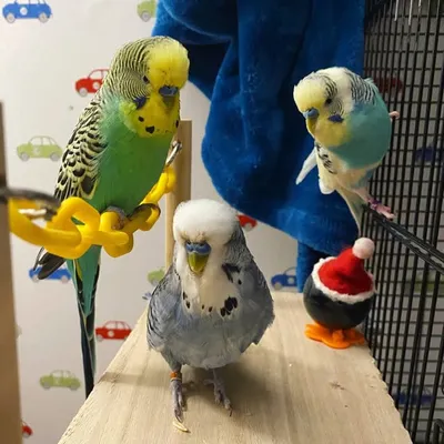 Reggie & Buster profile