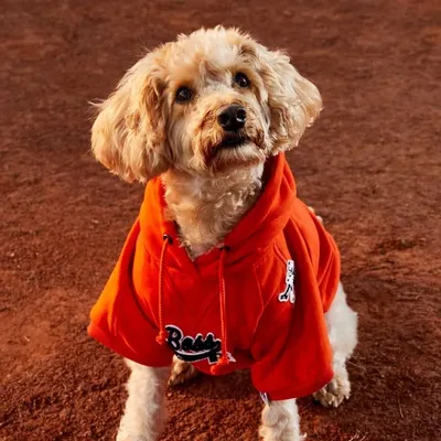 Reggie The Schnoodle โ๏ธ๐ฌ๐ง profile