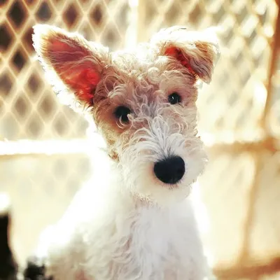 Remy the Wire Fox Terrier profile