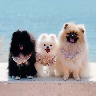 포메라니안 레오쿠마켄멜로디 profile