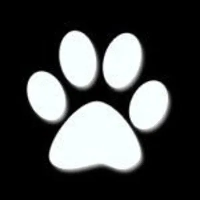 Rescue Pets of Instagram profile