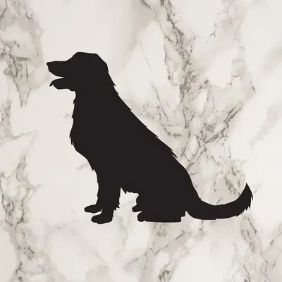 ๐ถ Retriever Daily Content ๐ถ profile