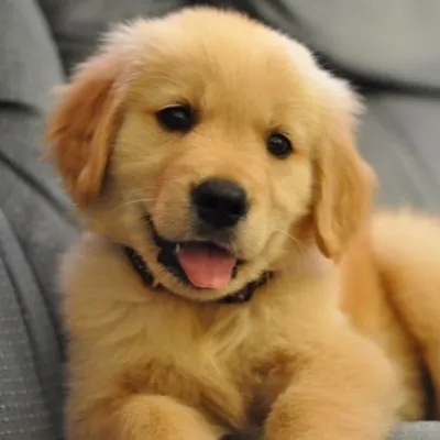 Golden Retrievers / Labradors profile
