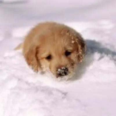 Golden Retriever Labrador profile