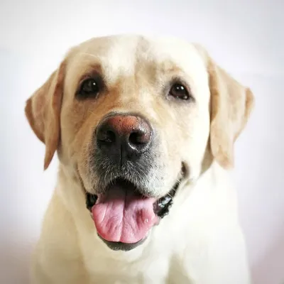 Joey the Happy Labrador profile