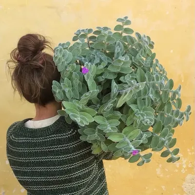 RETROPLANTER ⭐️⭐️⭐️⭐️⭐️ profile