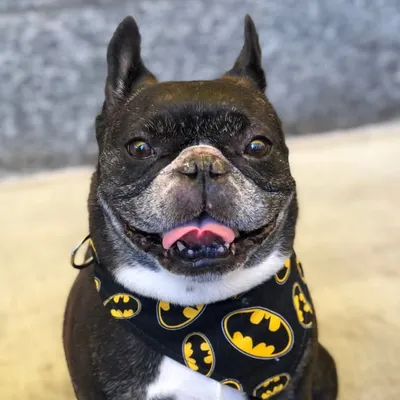 Reuben Lima Ketterer profile