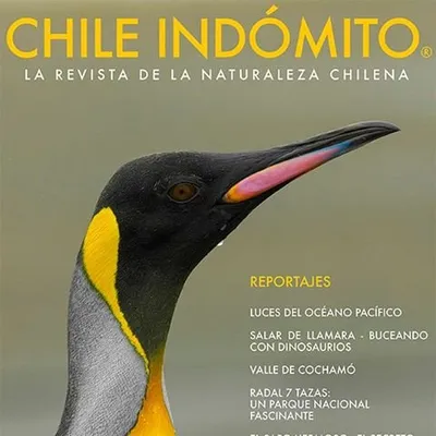 CHILE INDÓMITO profile