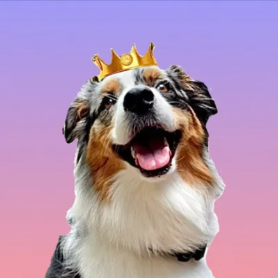 Rhey the Aussie profile