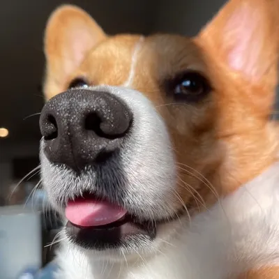 Rhino the Corgi profile