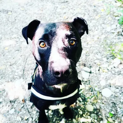 Rhino the Pitbull profile