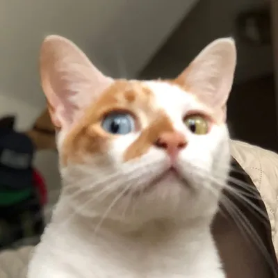 Richard Kitty (In Loving Memory) profile