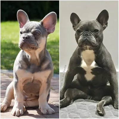 Sid and Riggles profile