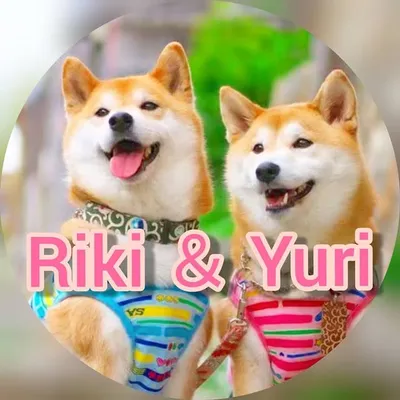 柴犬リキ&ユリのパパ profile