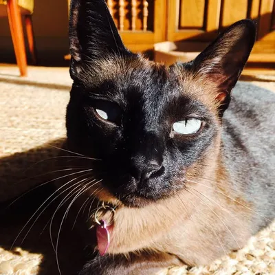 Six-Pack of Island Cats profile