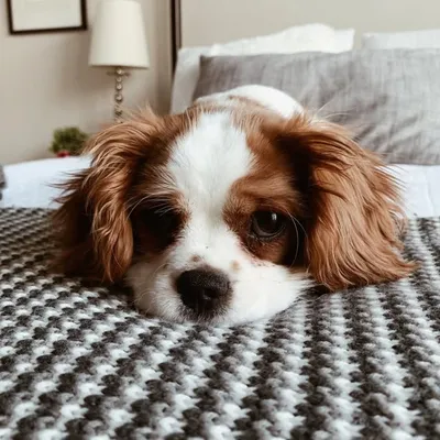 Riley the Cavalier ๐ถ profile