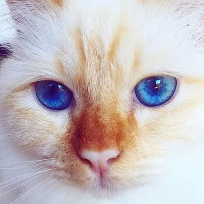 Riley the Cat profile