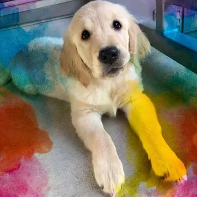 Riley The Golden ๐ profile