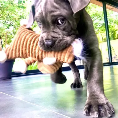 Rio_CaneCorso profile
