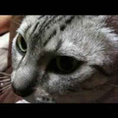 rishu profile