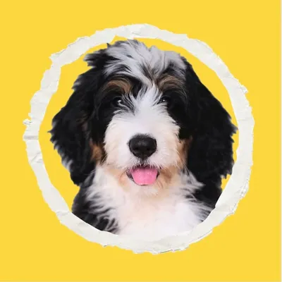 Bernedoodle ๐พ River profile