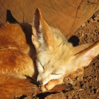 🦊 Roaming Fox | Alma 🦊 profile