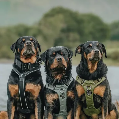 Floyd, Willow & Crowley profile
