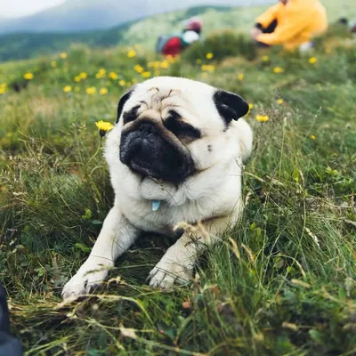Senia the Pug profile