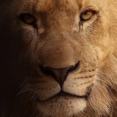 RoarBeauty profile