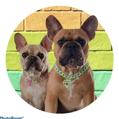 Rocco & Kiara profile