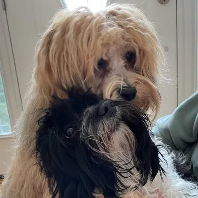 Rocco Havanese profile