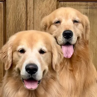 Rocco & Niko DaGoldens ๐๐ช profile