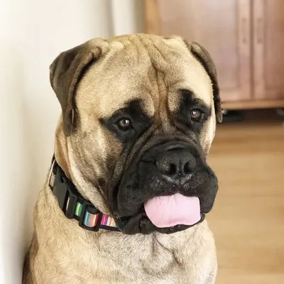 Rocco the Bullmastiff profile