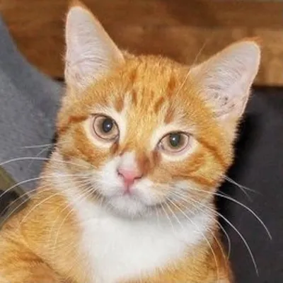 ROCKCAT ๐ฅ profile