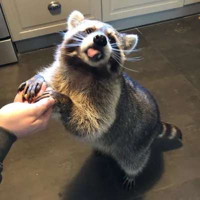 Rocket Raccoon profile