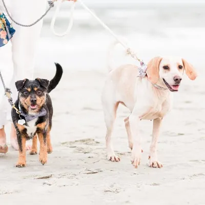 🐶 Rocky & Rosie 🐶 profile