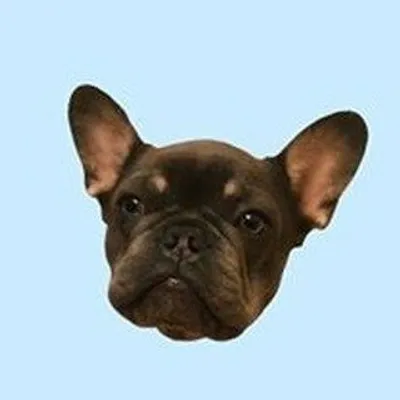 Rocky The Chunky Frenchie profile