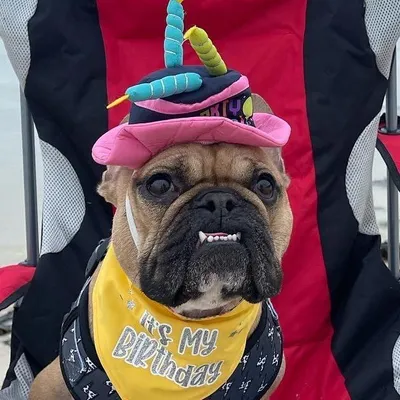 Rodney the Frenchie ๐ profile