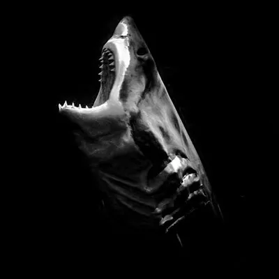 Rodney Fox Shark Expeditions profile